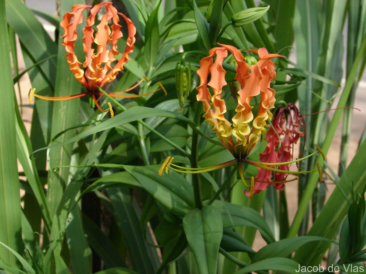 Gloriosa superba L.